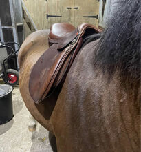 17” saddle Antill