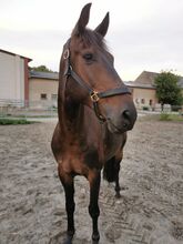 Horse Sharing 