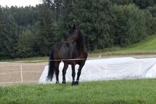 Horse Sharing 