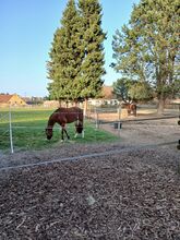 2 Boxen / Offenstall Platz