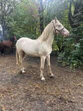 2 year old cremella welsh cob gelding