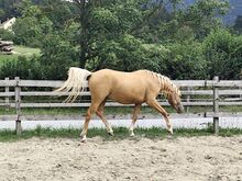 2-jähriger Ponywallach