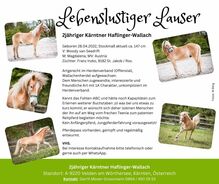 2jähriger Kärntner Haflinger-Wallach