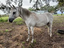 2012 Grey Welsh Pony Mare