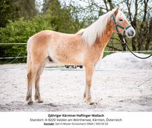 2jähriger Kärntner Haflinger-Wallach