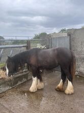 2yr Filly gypsy cob