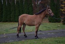 3,5 j. Falbe D-pony Wallach - Felinski Pony