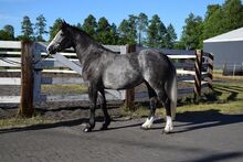3,5-jährige Polnische Warmblut Schimmelstute, 1,63 Stm