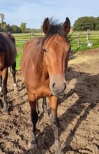 3 Jähriger Wallach Freizeitpferd Ausreitpferd Kutschpferd