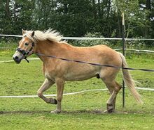 3 jähriger Haflinger Wallach v. Avicli van?t Steengoed x Stainz