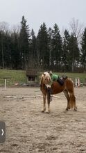 3 jähriger Haflinger Wallach zu verkaufen.