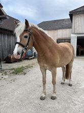 3-jähriger Haflinger Wallach