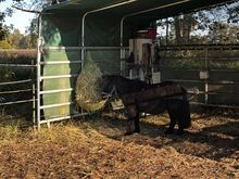 31311 Offenstall für Kleinpferd/Pony