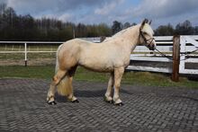 3j. Polnische Kaltblutmix Stute 1,62 Stm