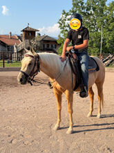 3j Palomino Qh Stute mit Top Pedigree, angeritten