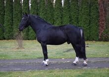 4j. Lackschwarze Kaltblitmix Wallach 1,57