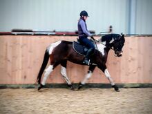 4j. Polnische warmblut Stute 1,59