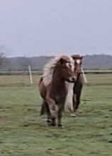 4 jährige kleine Fuchsstute