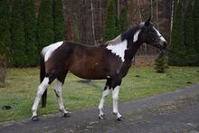 4j. Polnische warmblut Stute 1,57