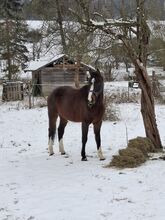 4j. Wallach zu verkaufen