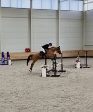 4yo sporthorse gelding – showjumping future star