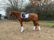 5 jähr. Hannoveraner Stute von Fürst Magic