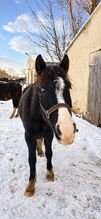5-jähriger Sportpony-Wallach sucht sein Für-immer-Zuhause