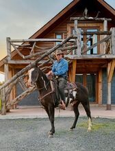 5yo 14.3hh