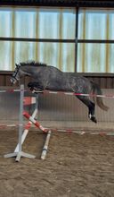 5 jähriger Holsteiner Wallach