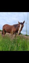 5 jährigen Wallach Endmaßpony