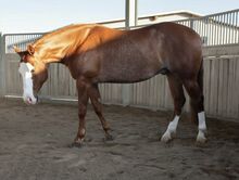 5j Reining Wallach mit Top Abstammung