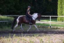 5j. Schecke Stute 1,67 - Allround Pferd! Springabstammung!