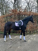 Horses For Sale 
