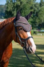 6 jähriges kleines deutsches Sportpferd