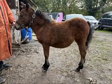 6 month old filly dartmoor x