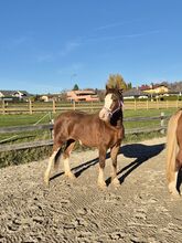 6 Jahre, 135cm Reitpony, Westernpony, Springpony