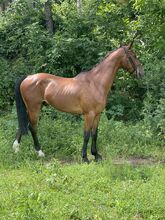 6yo hackney gelding