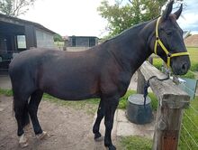 7 Jähriger Wallach polnisches Warmblut