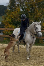 7-jährige liebe schwere Warmblutstute