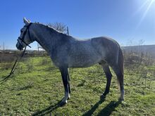 7yo gelding