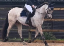 8 year old registered QH