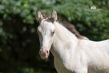 A Kizz To Remember - Azteca Horse, Hengst, 2 Monate, Classic Cream Champagne