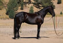 Absolutely gorgeous 6-year-old Friesian gelding