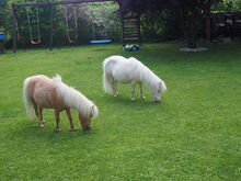Entzückende Mini-Shetty Stuten