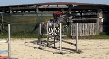 Alberto 7 jähriger Allrounder