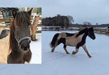Allrounderin für jedermann leicht zu reiten