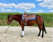 American Quater Horse Stute