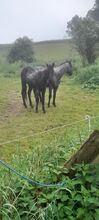 American Quarter Horse, Blue Roan