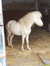 American Miniaturhorse Cremello