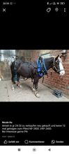 Amish Geschirr Nicole Hunzelmann Nicole Hunzelmann